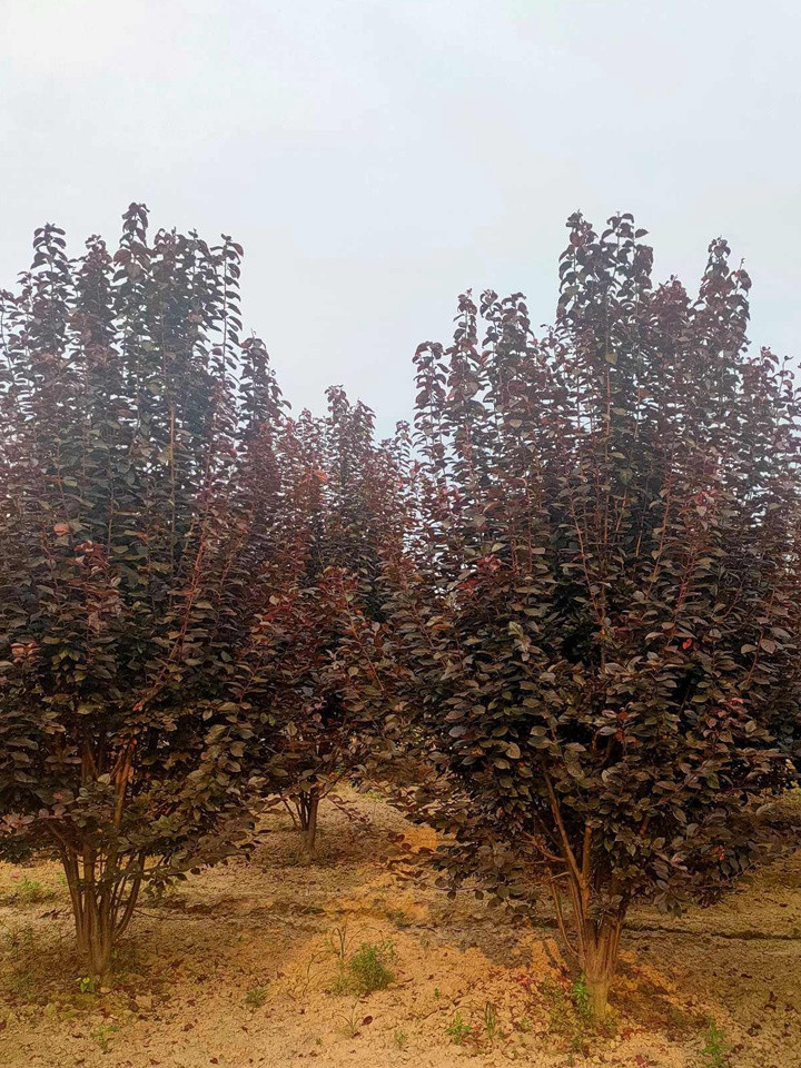 叢生紫葉稠李 叢生紫葉稠李