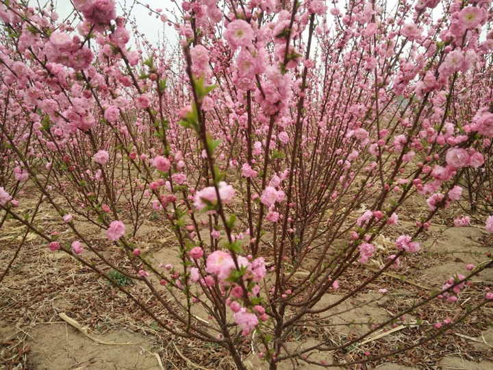 榆葉梅花期多長時間