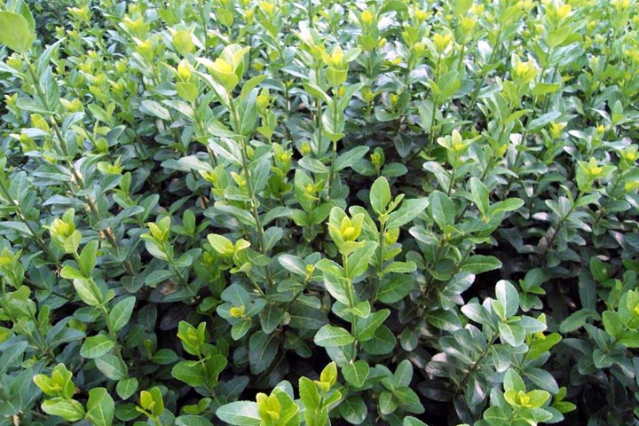 膠東衛矛 膠東衛矛