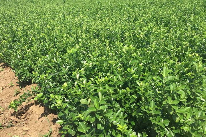 膠東衛矛 膠東衛矛