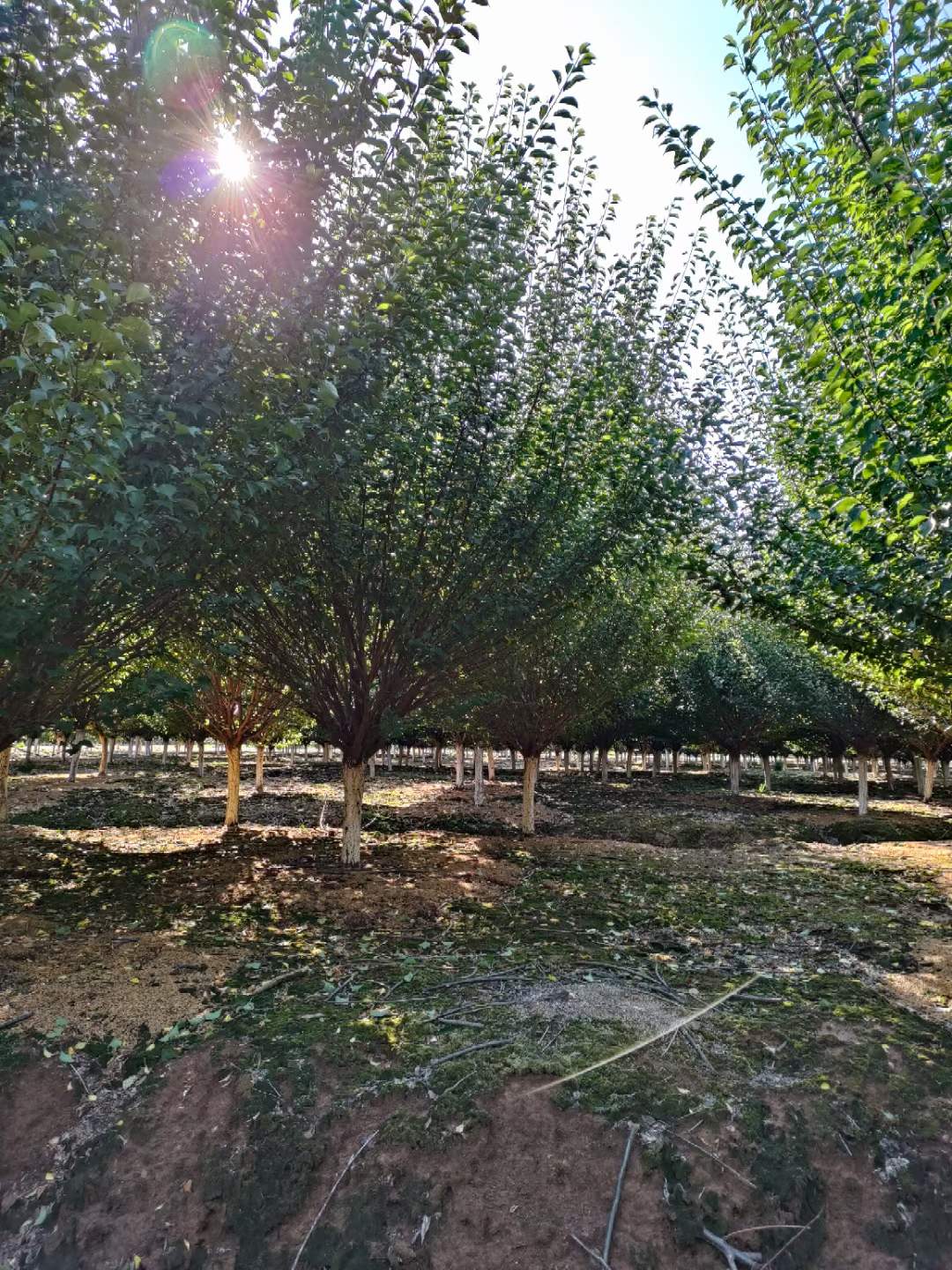 紅梅樹苗多少錢一棵 紅梅樹苗多少錢一棵