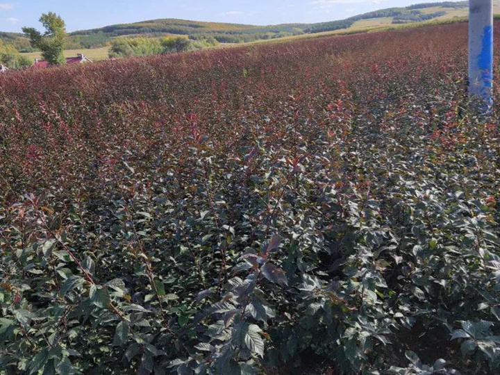 榆葉梅樹苗價格,榆葉梅小苗價格 榆葉梅樹苗價格,榆葉梅小苗價格