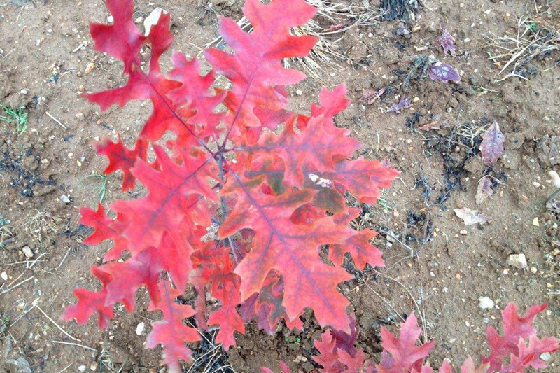 歐洲紅櫟 歐洲紅櫟