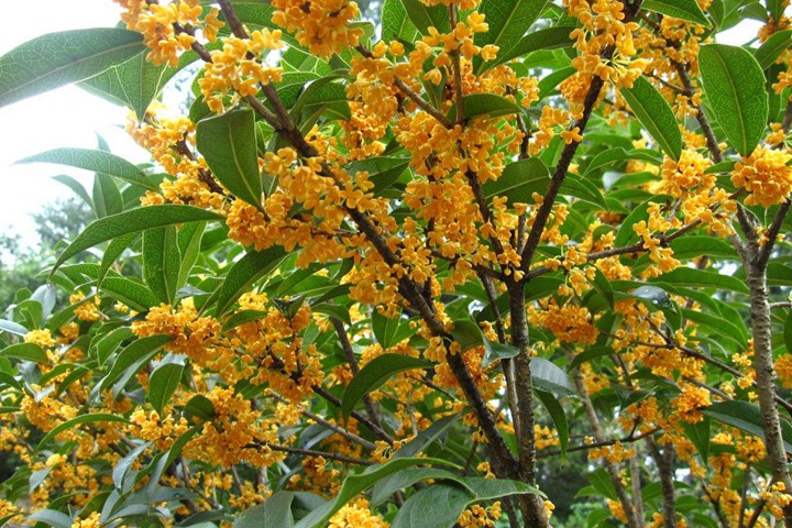 桂花樹(shù) 桂花樹(shù)