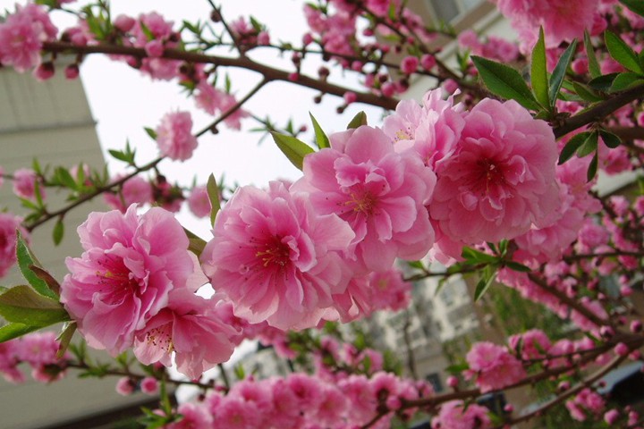 青葉碧桃 青葉碧桃