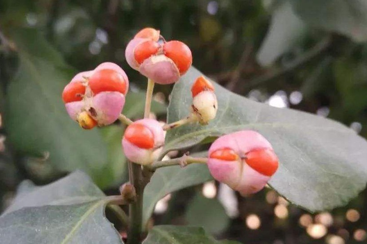 冬青衛矛的種子有毒嗎 冬青衛矛的種子有毒嗎