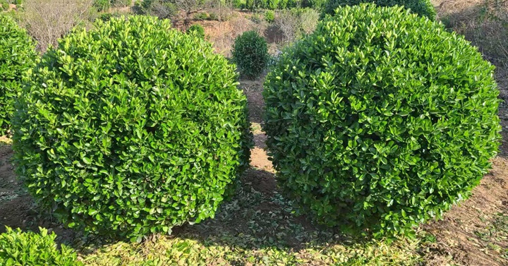 冬青衛矛 冬青衛矛