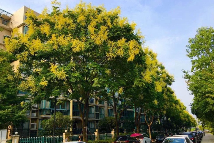 黃山欒樹什么時(shí)候修剪最好 黃山欒樹什么時(shí)候修剪最好