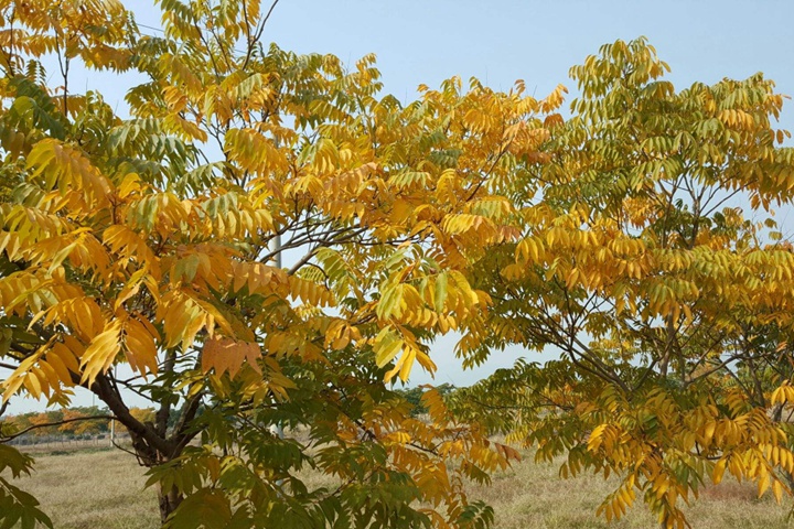 黃山欒樹什么時(shí)候修剪最好 黃山欒樹什么時(shí)候修剪最好