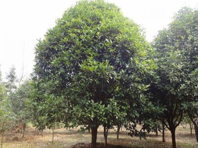 桂花樹苗哪里有賣?如何挑選到合適的樹苗?