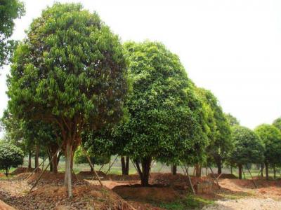 桂花樹苗價格表,桂花樹的栽種事項有哪些?