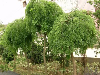 國槐嫁接龍爪槐時間和方法(龍爪槐的嫁接方法)