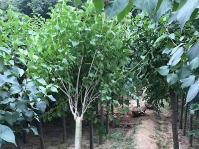 丁香樹有幾個(gè)品種,丁香樹哪個(gè)品種好