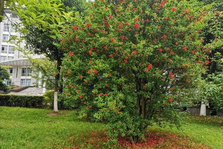 石榴樹 石榴樹