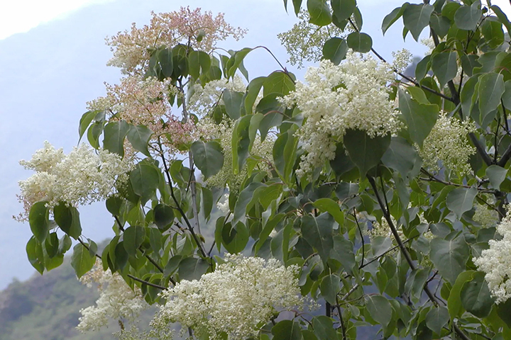 1686315534727105.jpg 46490f79a5167e3aaa665e450780afd4_1686315047399889.jpg