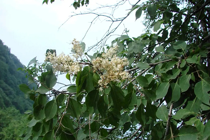 1686315598252631.jpg 7489fd9d2c174634ee0bbfc1588cd1a0_1686315119339433.jpg