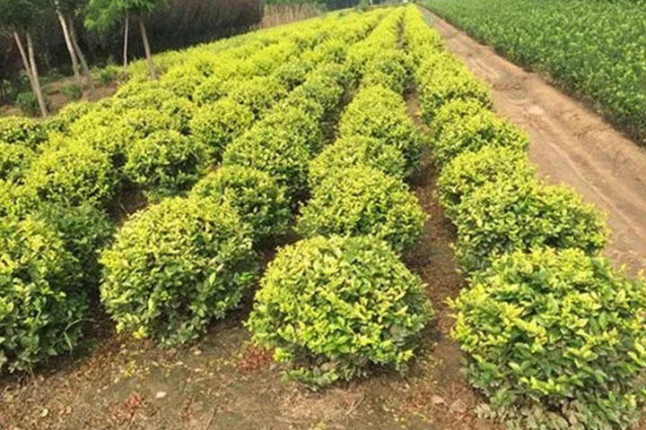 1686320683984517.jpg 54437b93afb7a3785a03ed336cc9ef48_1686320361486085.jpg