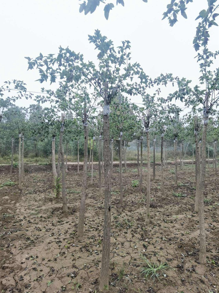 1686451786996657.jpg 3997399214dc1cc3ddddd52c1bb90de4_1646795960282140.jpg