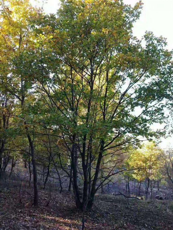 1686454735375786.jpg 59a6a65c17e0064d9e76aab9003cd4ee_1646896685846037.jpg