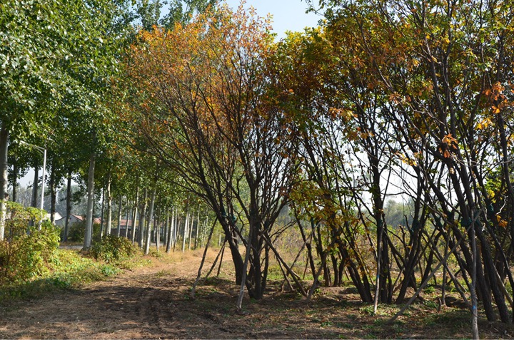 1686454743611660.jpg 2448fadef75cb7d90711b037f2535fed_1646896685810875.jpg