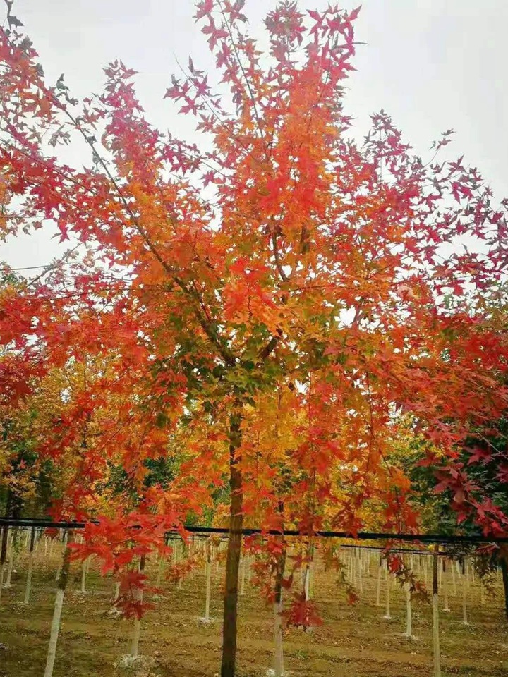 1686454823708900.jpg 3bcdb719c833bd0d110b650afd9cf7ef_1646897592318080.jpg