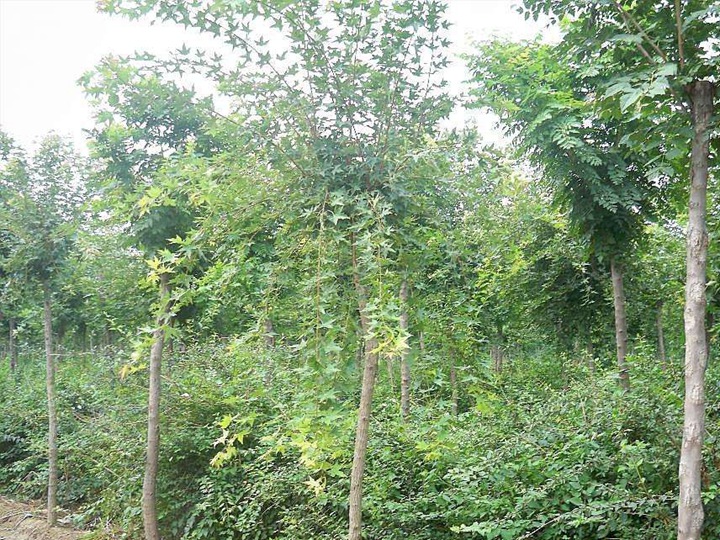 1686454851554763.jpg 6ddd9d5efe09135c52380af45fa9d038_1646897592232725.jpg