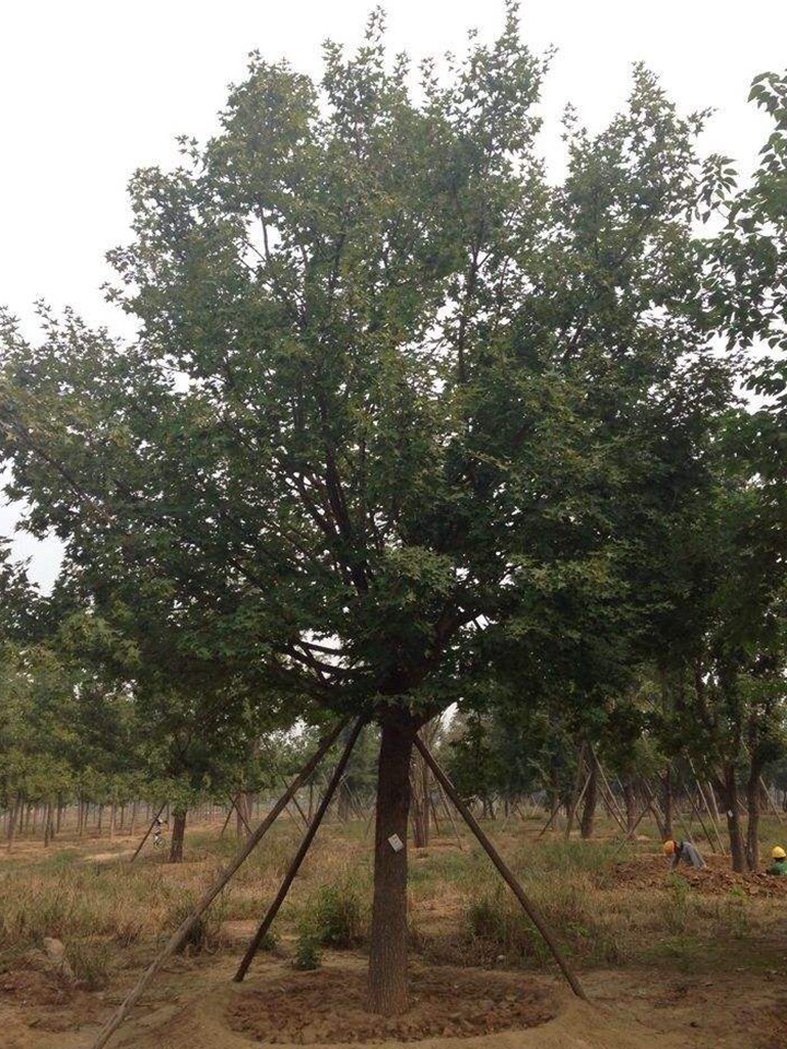 1686454911719919.jpg 638f16571ada7e5a5940293624083f8f_1646897592562832.jpg