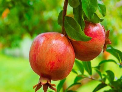 石榴適合什么季節種植