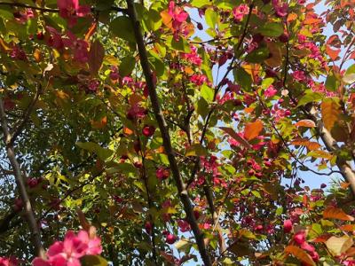 北美海棠養護注意事項