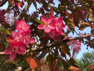 北美海棠什么時候嫁接