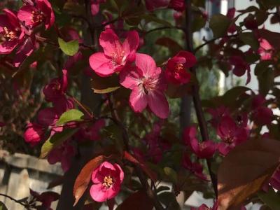 北美海棠和垂絲海棠的區別