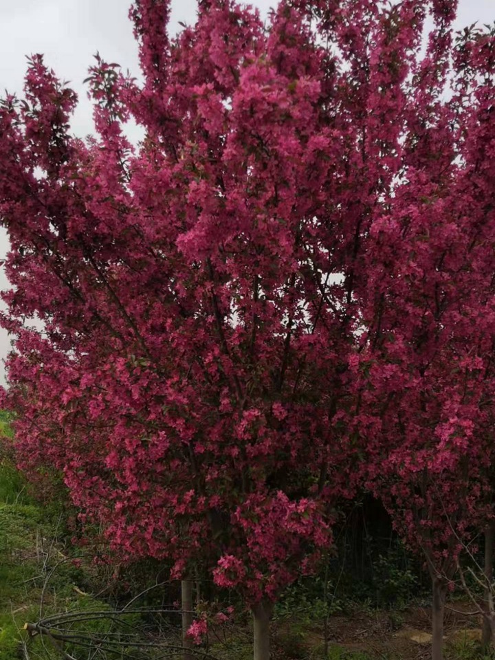 北美海棠 北美海棠