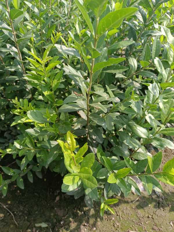 1730441046705274.jpg IMG_20220817_102115.jpg