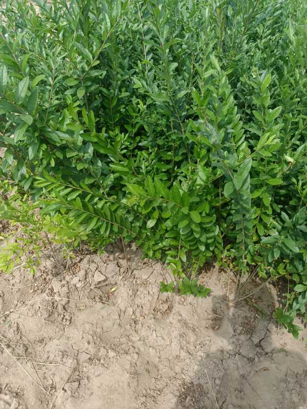 1730444694792167.jpg IMG_20220917_114721.jpg