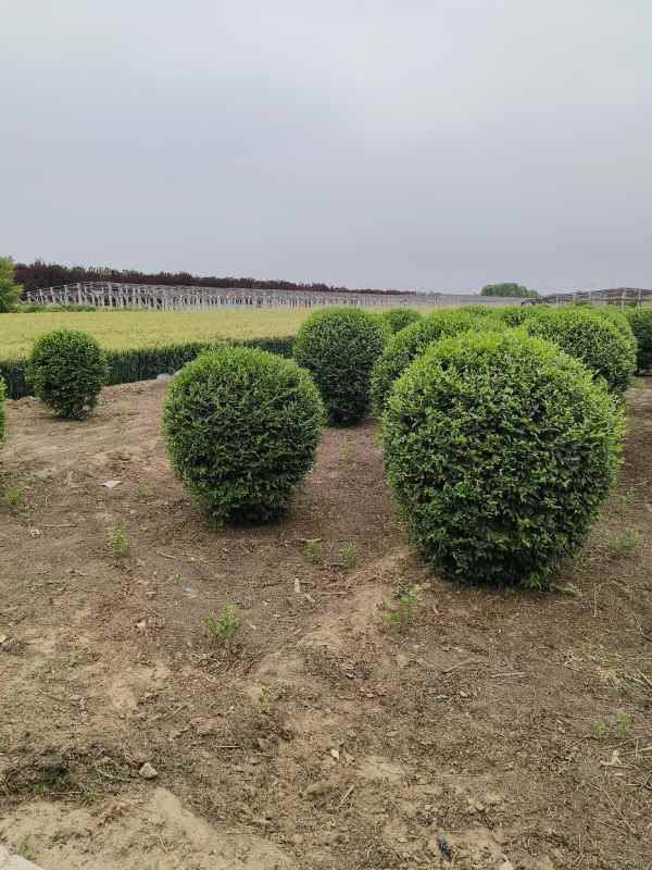 1730446603811606.jpg IMG_20230524_145035.jpg