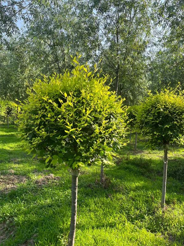 1730785271679025.jpg 36.jpg