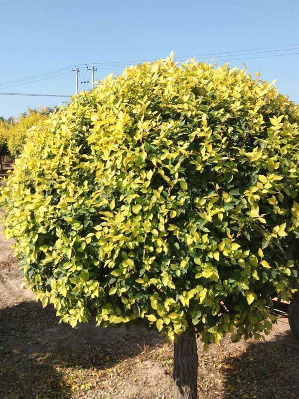 1730785875489784.jpg 34.jpg