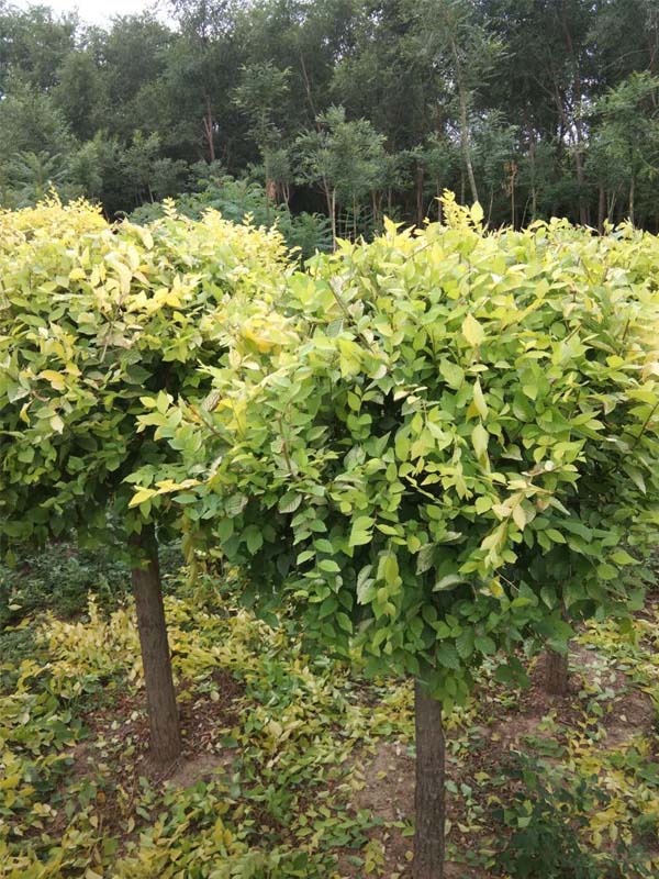 1730786320196182.jpg 29.jpg