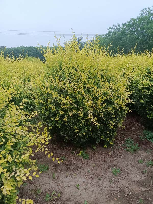 1730787172934195.jpg 22.jpg