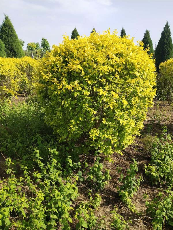 1730788412951906.jpg 13.jpg