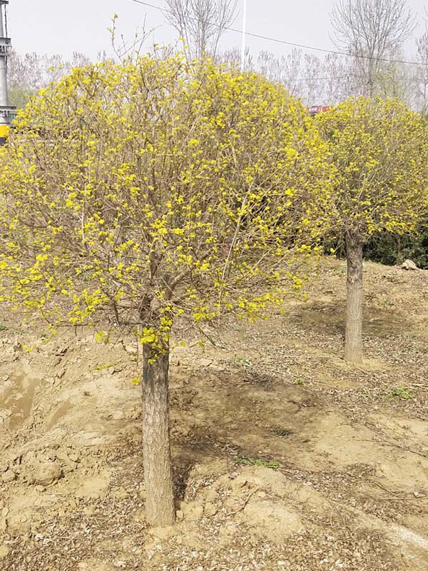 1730788978983357.jpg 9.jpg