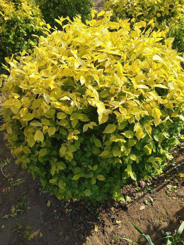 1730789981382960.jpg 1.jpg