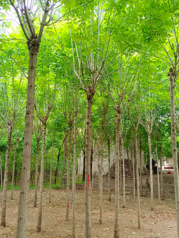 1730876183286414.jpg 12.jpg