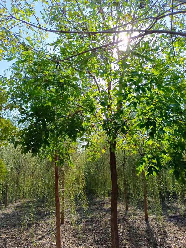 1730876542573080.jpg 9.jpg