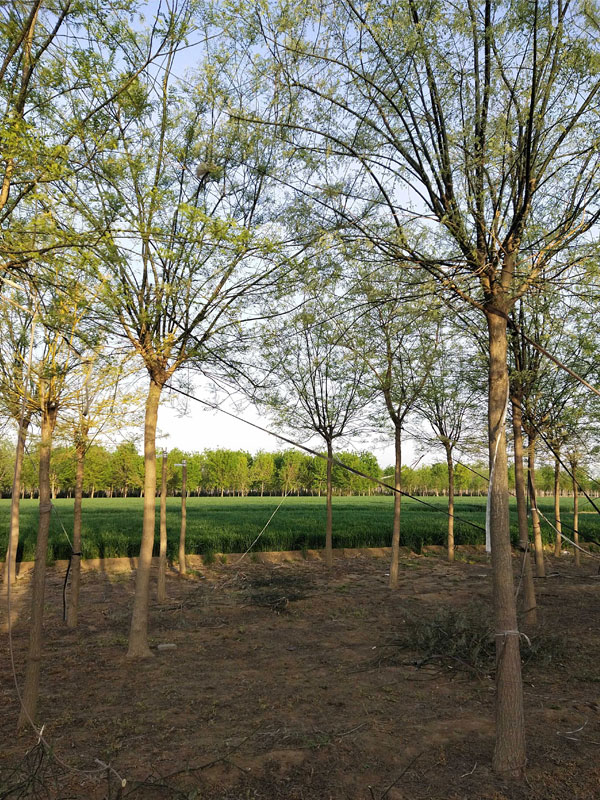 1731049738621753.jpg 14.jpg