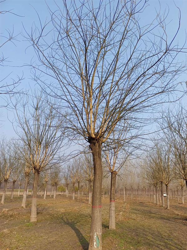 1731051927992284.jpg 28.jpg