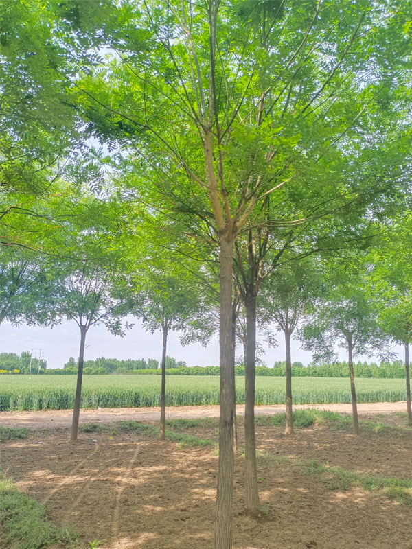 1731052211164922.jpg 31.jpg