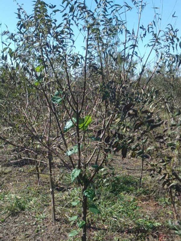 1731132348841302.jpg 23.jpg