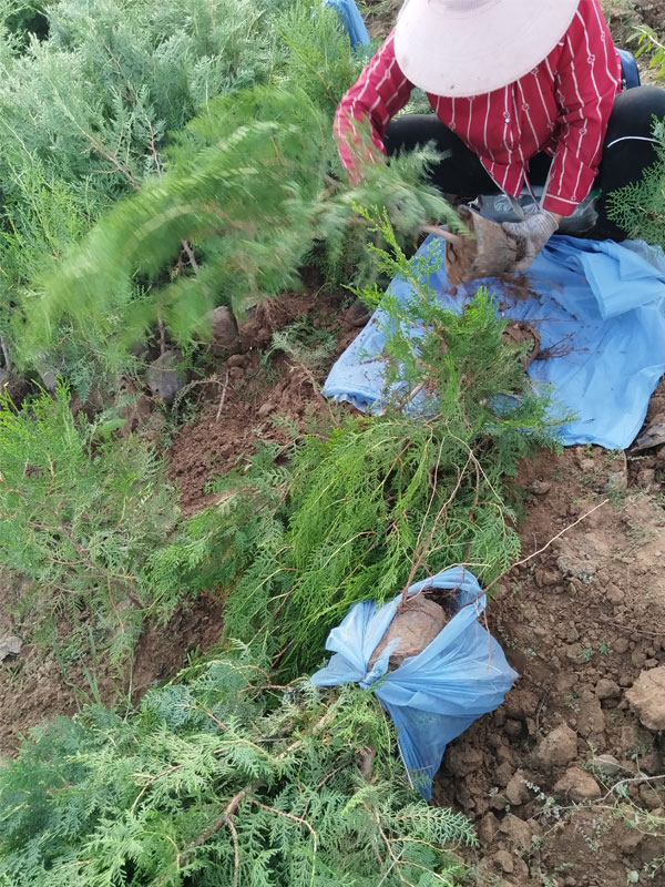 1731399310571115.jpg 7.jpg