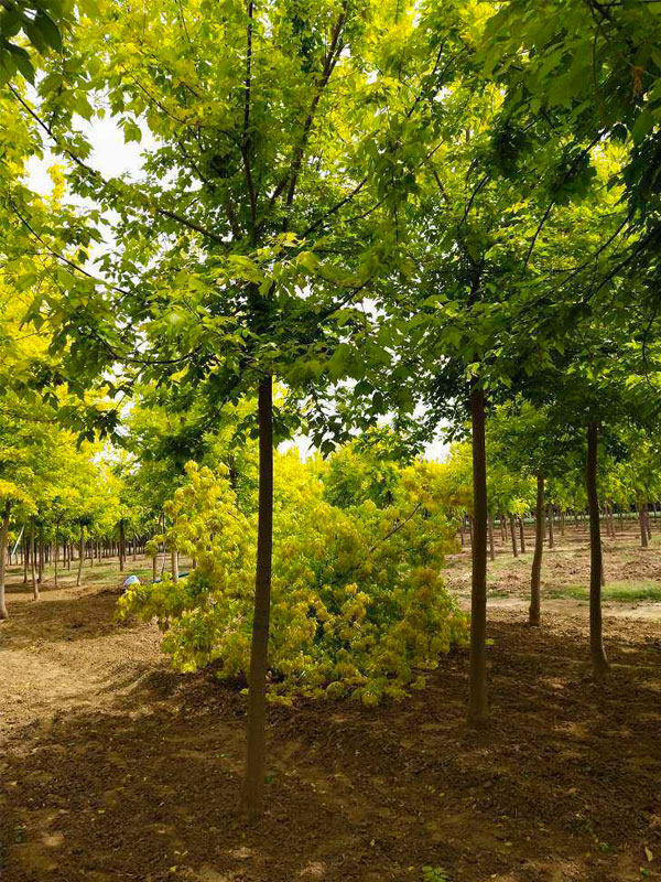 1731475481442334.jpg 2.jpg